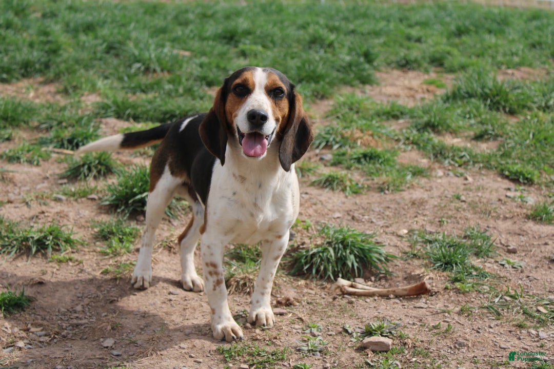 Beagle dogs for sale: Raina - Image 6