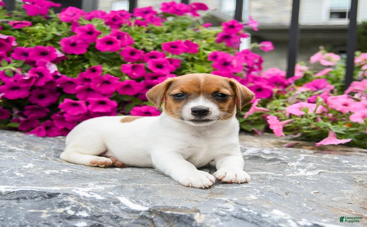Jack Russell Terrier dogs for sale - Ad 5