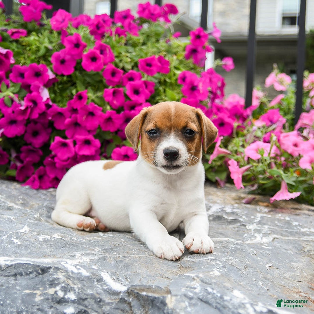 Jack Russell Terrier dogs for sale: Rae - Image 1