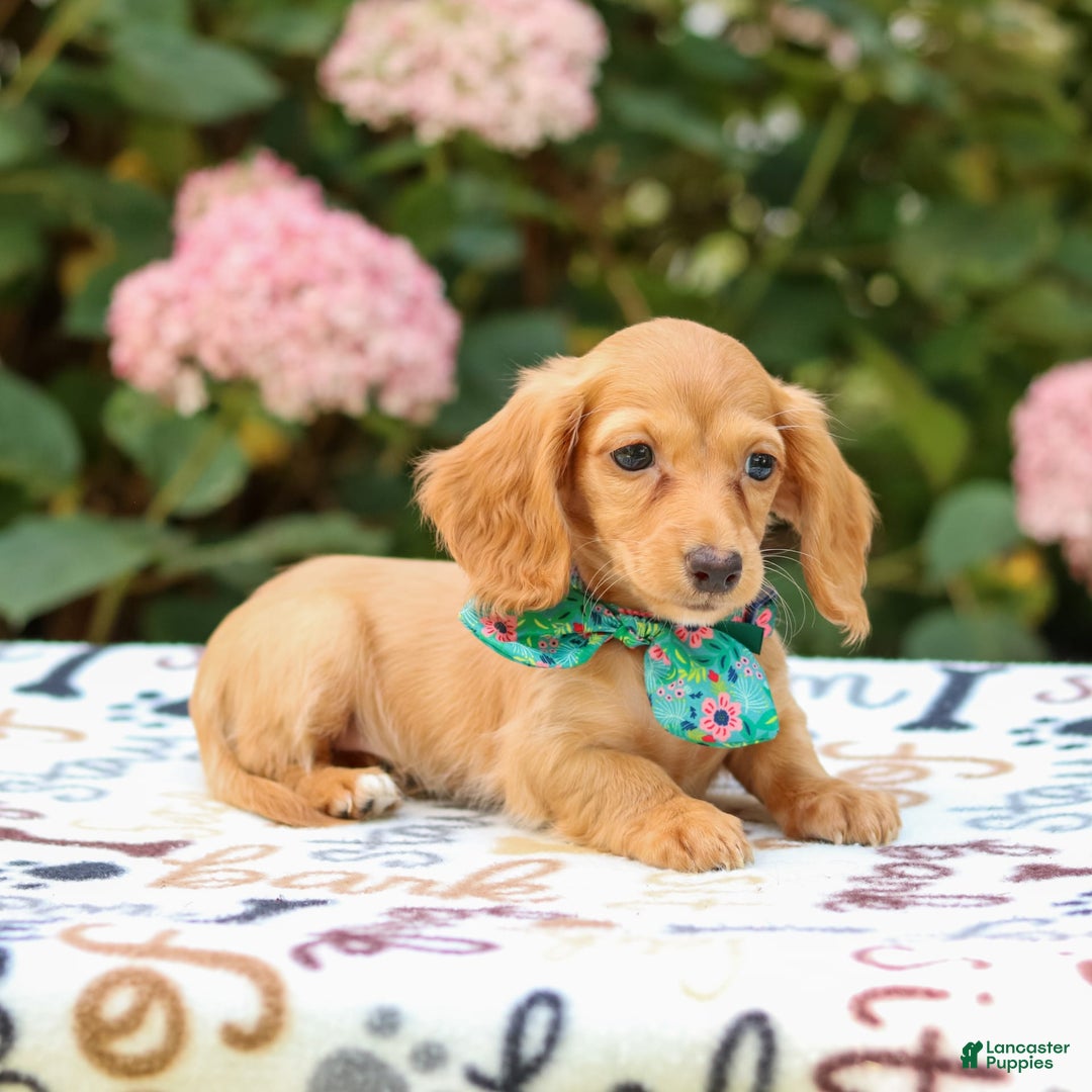 Miniature Dachshund dogs for sale: Sophie - Image 1