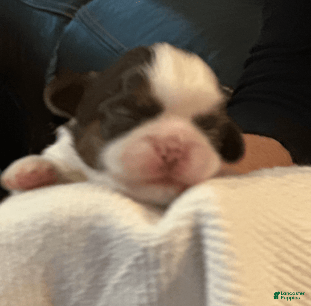 Shih Tzu dogs for sale: Lilly - Image 4