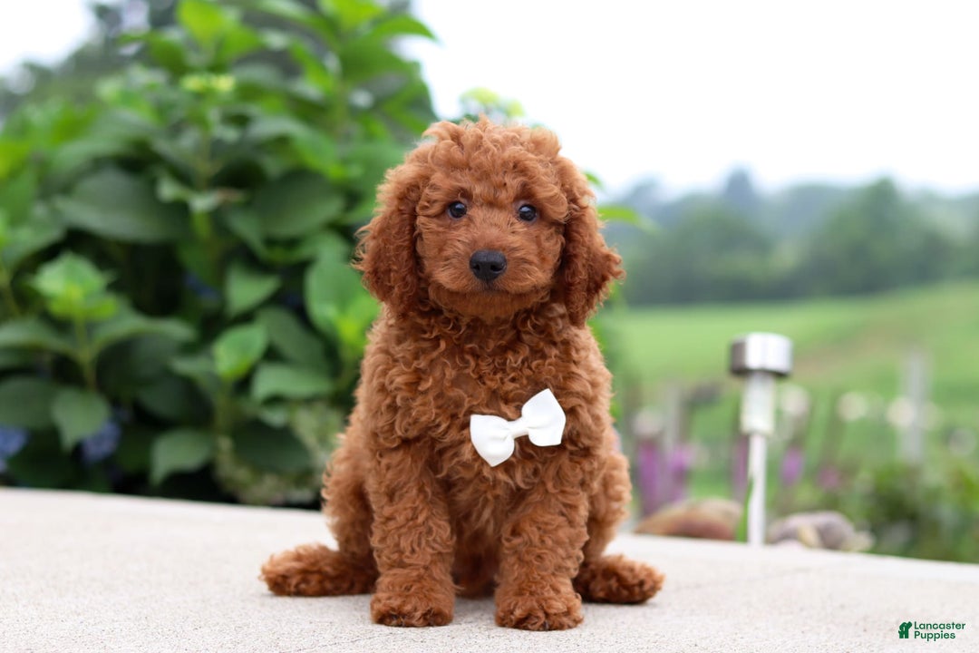 Goldendoodle dogs for sale: Herbie - Image 11