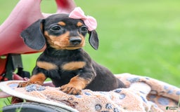 Miniature Dachshund dogs for sale: Nutella - Image 11