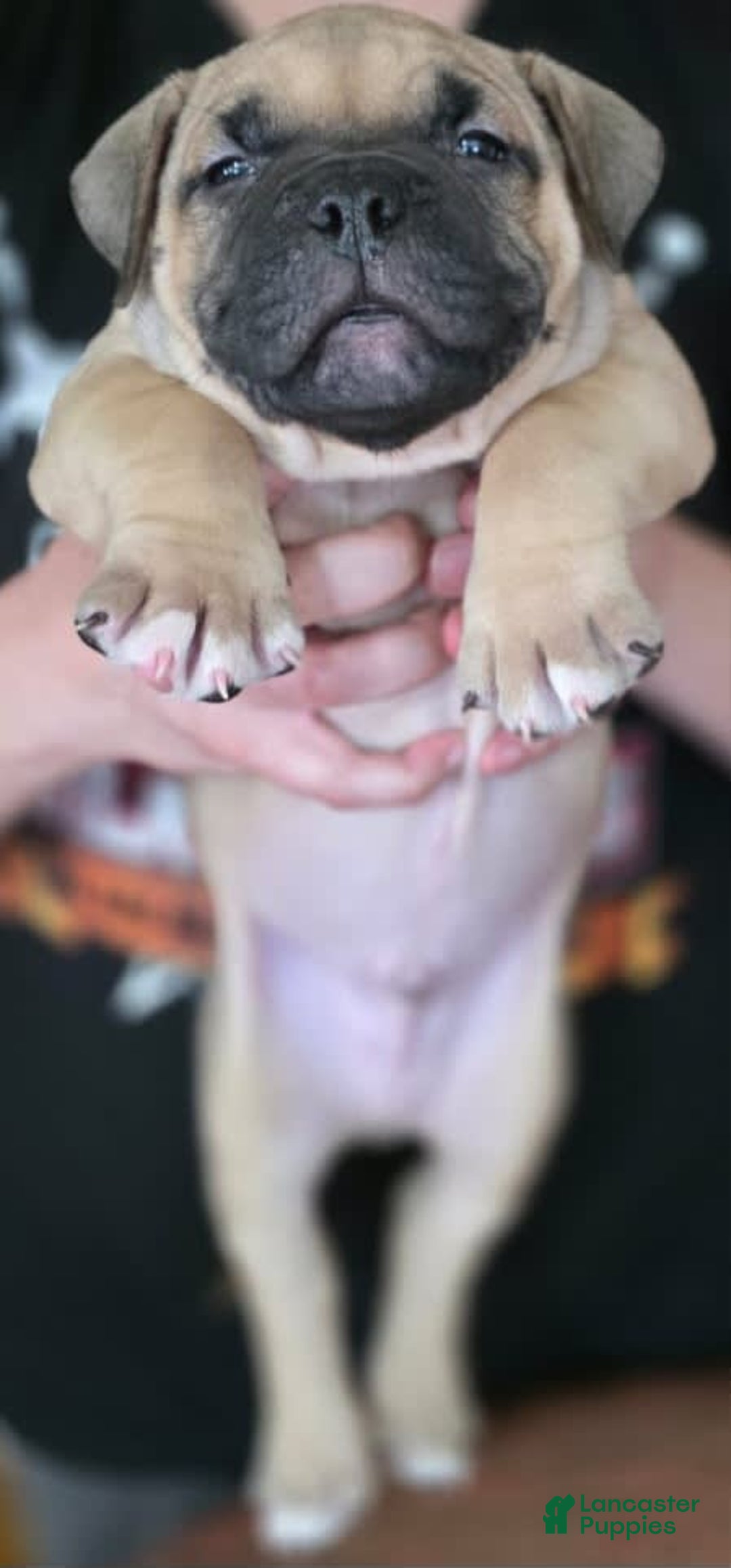 American Bully dogs for sale: National Champion Jack - Image 28