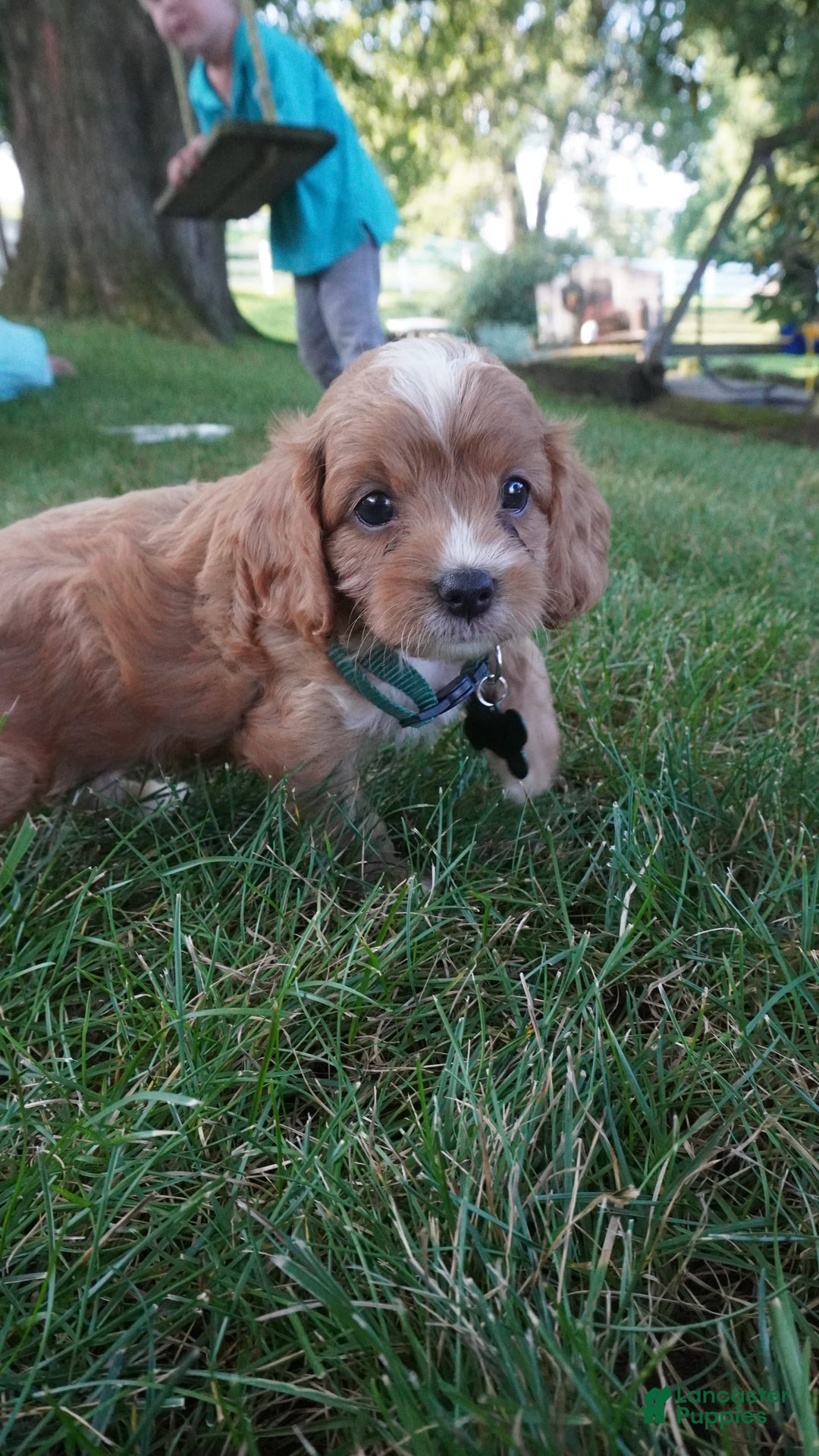 Cavapoo dogs for sale: Taffy - Image 7
