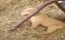 Labradoodle dogs for sale: Daisy - Image 3