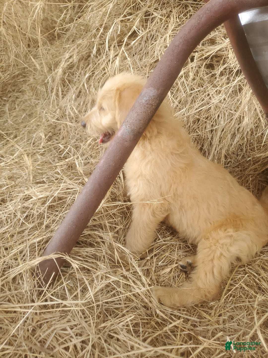 Labradoodle dogs for sale: Daisy - Image 3