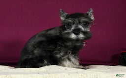 Miniature Schnauzer dogs for sale: Kermit - Image 8