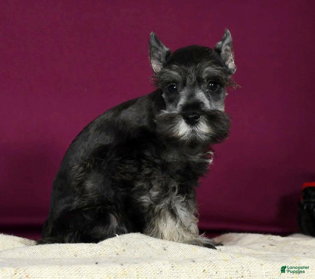 Miniature Schnauzer dogs for sale: Kermit - Image 8