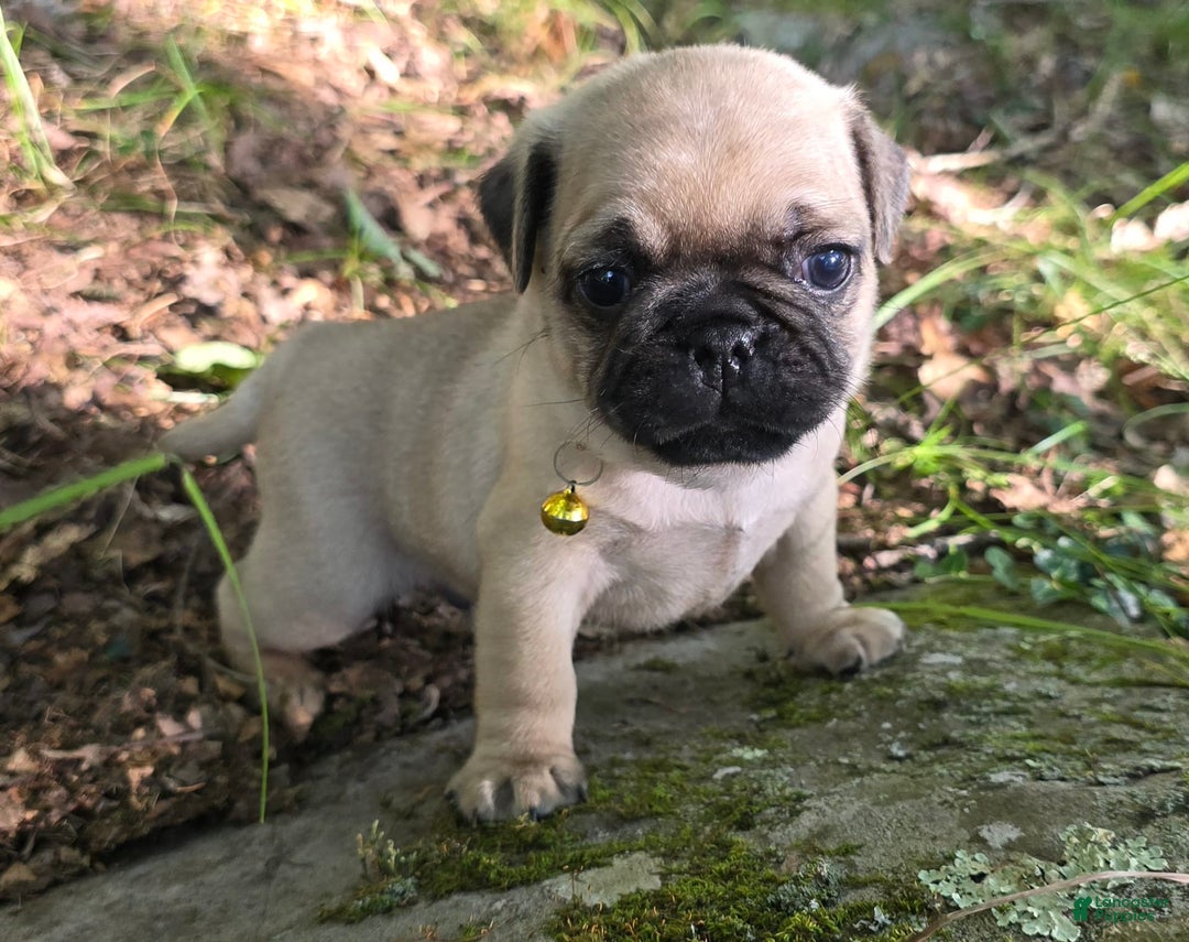 Pug dogs for sale: Davy - Image 20