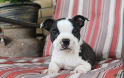 Frenchton dogs for sale: Tundra - Image 5