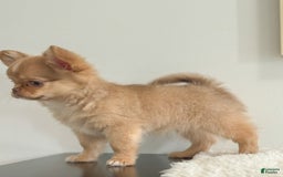 Chihuahua dogs for sale: Snickers - Image 13