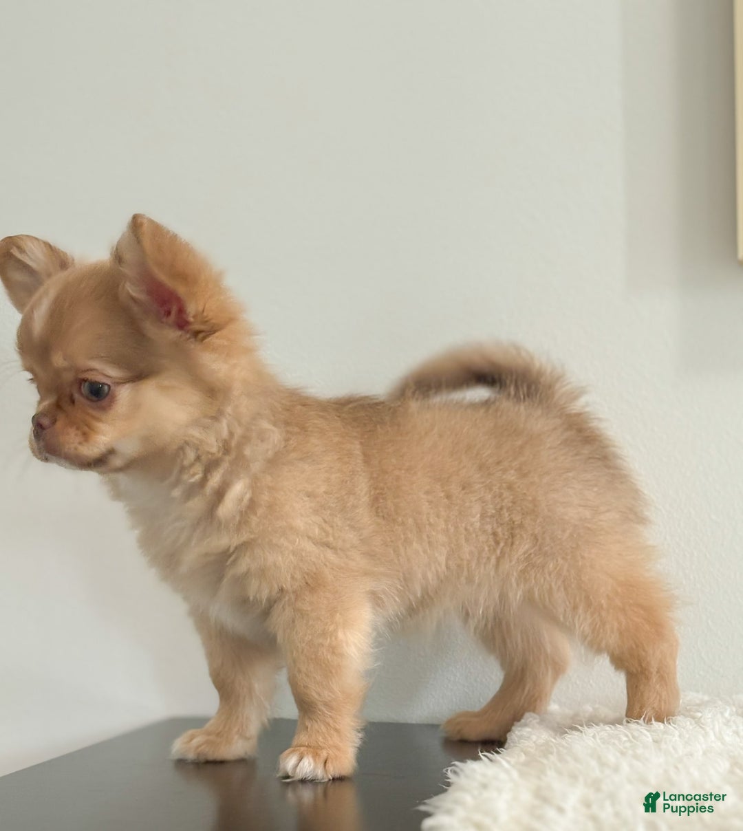 Chihuahua dogs for sale: Snickers - Image 13
