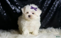 Maltese dogs for sale: Mila - Image 2