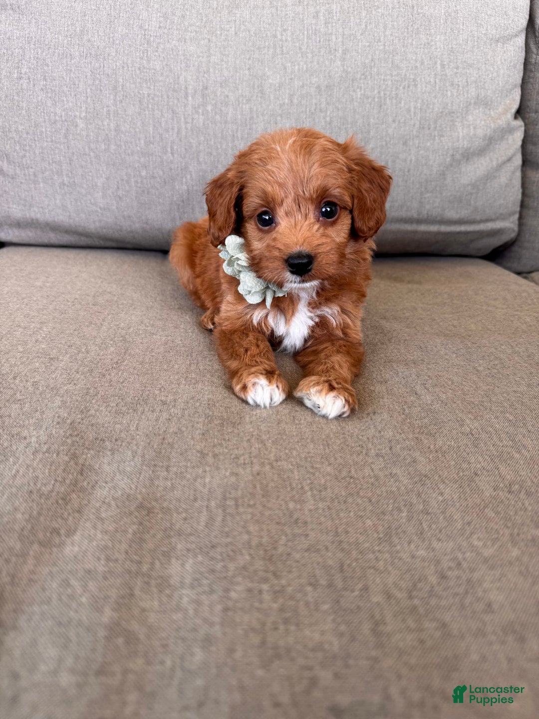 Mini Goldendoodle dogs for sale: Zara - Image 1