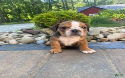 English Bulldog dogs for sale: Duke - Image 9