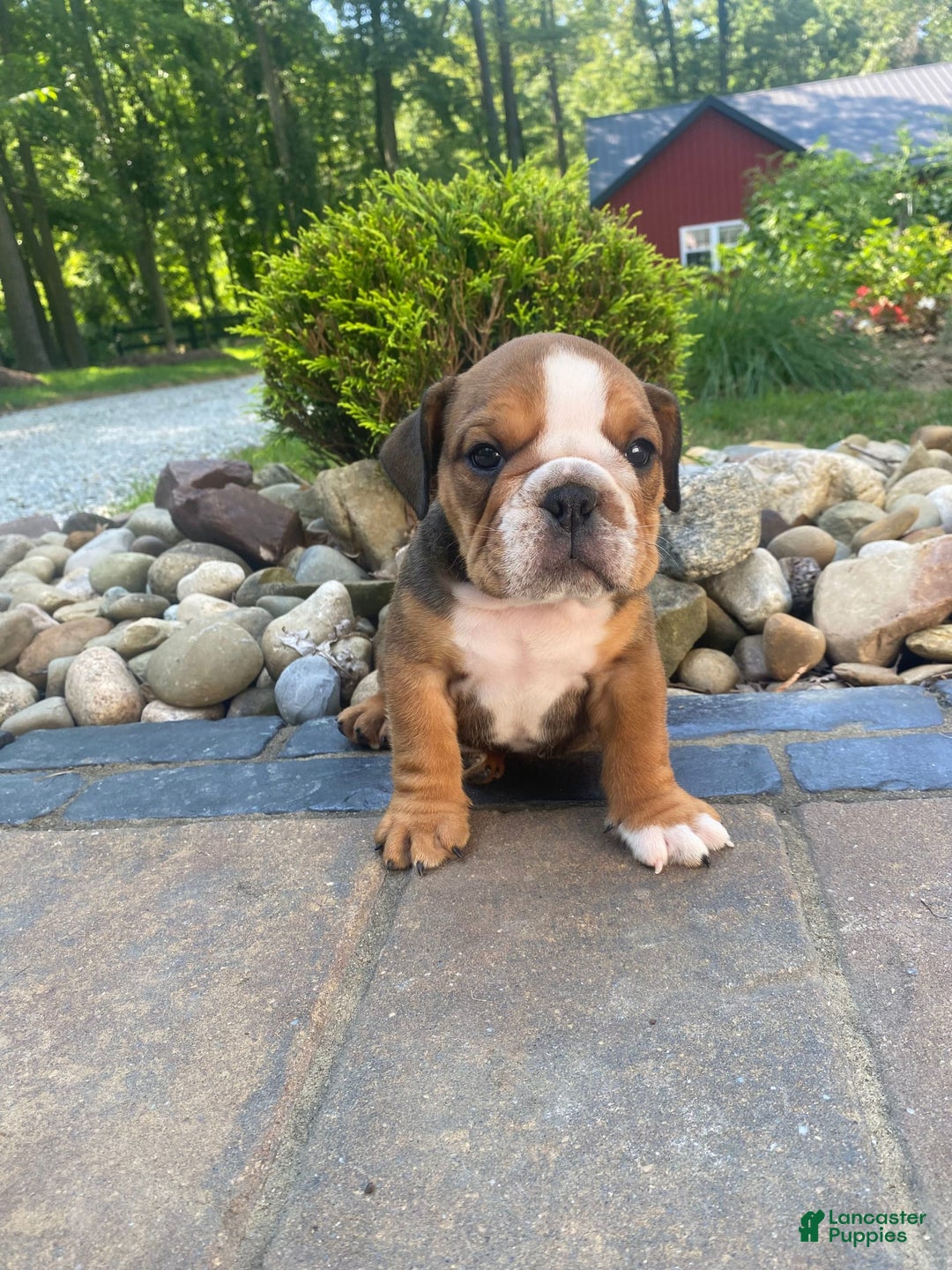 English Bulldog dogs for sale: Duke - Image 9