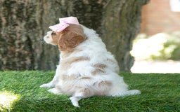 Cavalier King Charles Spaniel dogs for sale: Ruby - Image 5