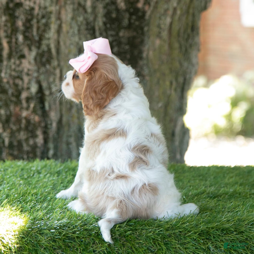 Cavalier King Charles Spaniel dogs for sale: Ruby - Image 5