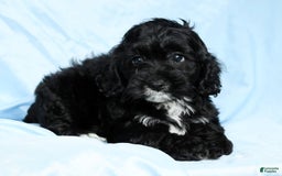 Cockapoo dogs for sale: Valerie - Image 9