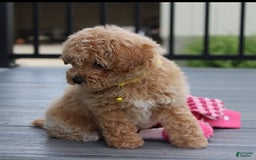 Bichpoo dogs for sale: Addison - Image 2