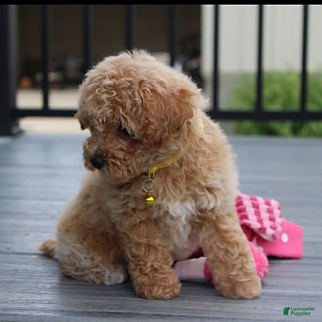 Bichpoo dogs for sale: Addison - Image 2