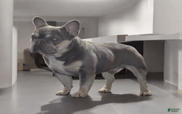 French Bulldog dogs for sale: Rolex - Image 12