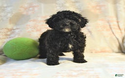 Miniature Poodle dogs for sale: Buster - Image 1