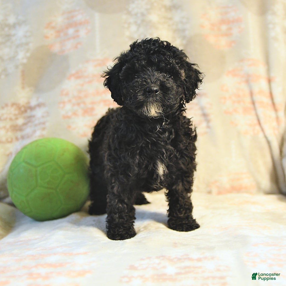 Miniature Poodle dogs for sale: Buster - Image 1