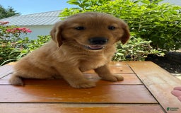 Golden Retriever dogs for sale: Lola - Image 13
