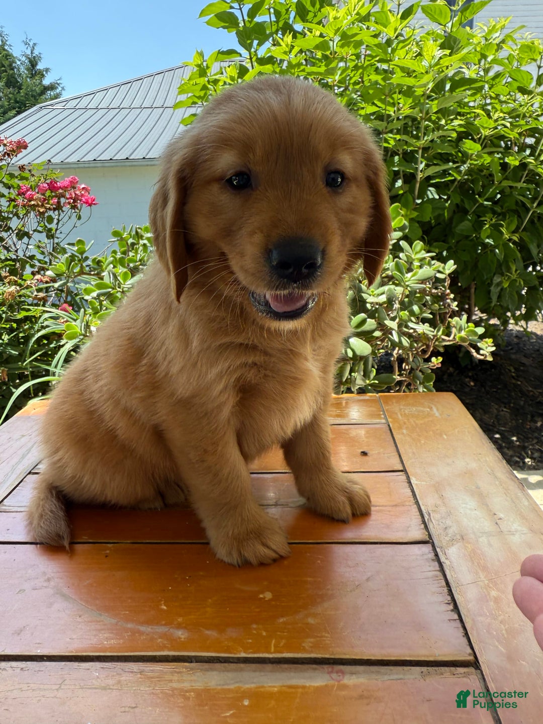 Golden Retriever dogs for sale: Lola - Image 13