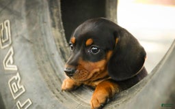 Miniature Dachshund dogs for sale: Heidi - Image 13