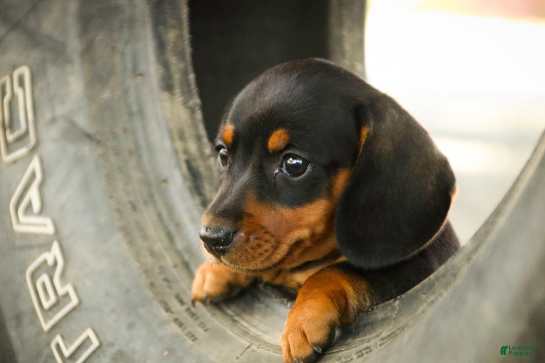 Miniature Dachshund dogs for sale: Heidi - Image 13
