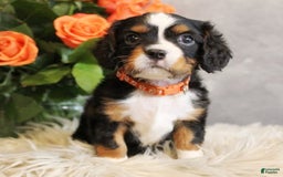 Miniature Bernese Mountain Dog dogs for sale: Truffle - Image 12