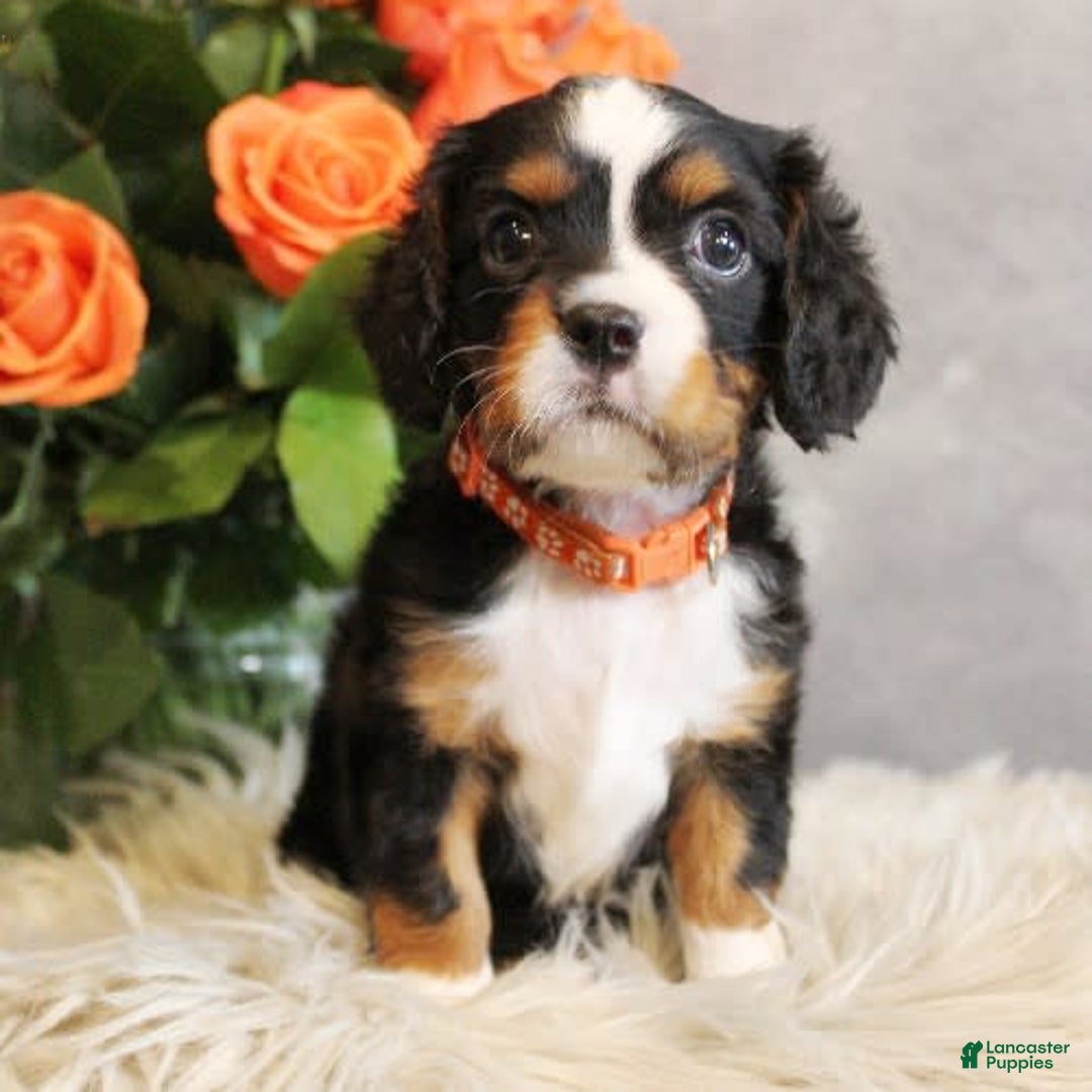 Miniature Bernese Mountain Dog dogs for sale: Truffle - Image 12