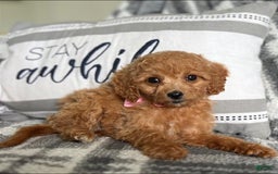 Mini Goldendoodle dogs for sale: Minnie Mini F1b - Image 15
