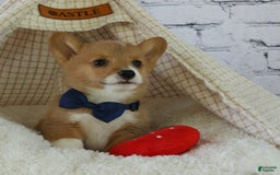 Welsh Corgi Pembroke dogs for sale: Gilbert - Image 14