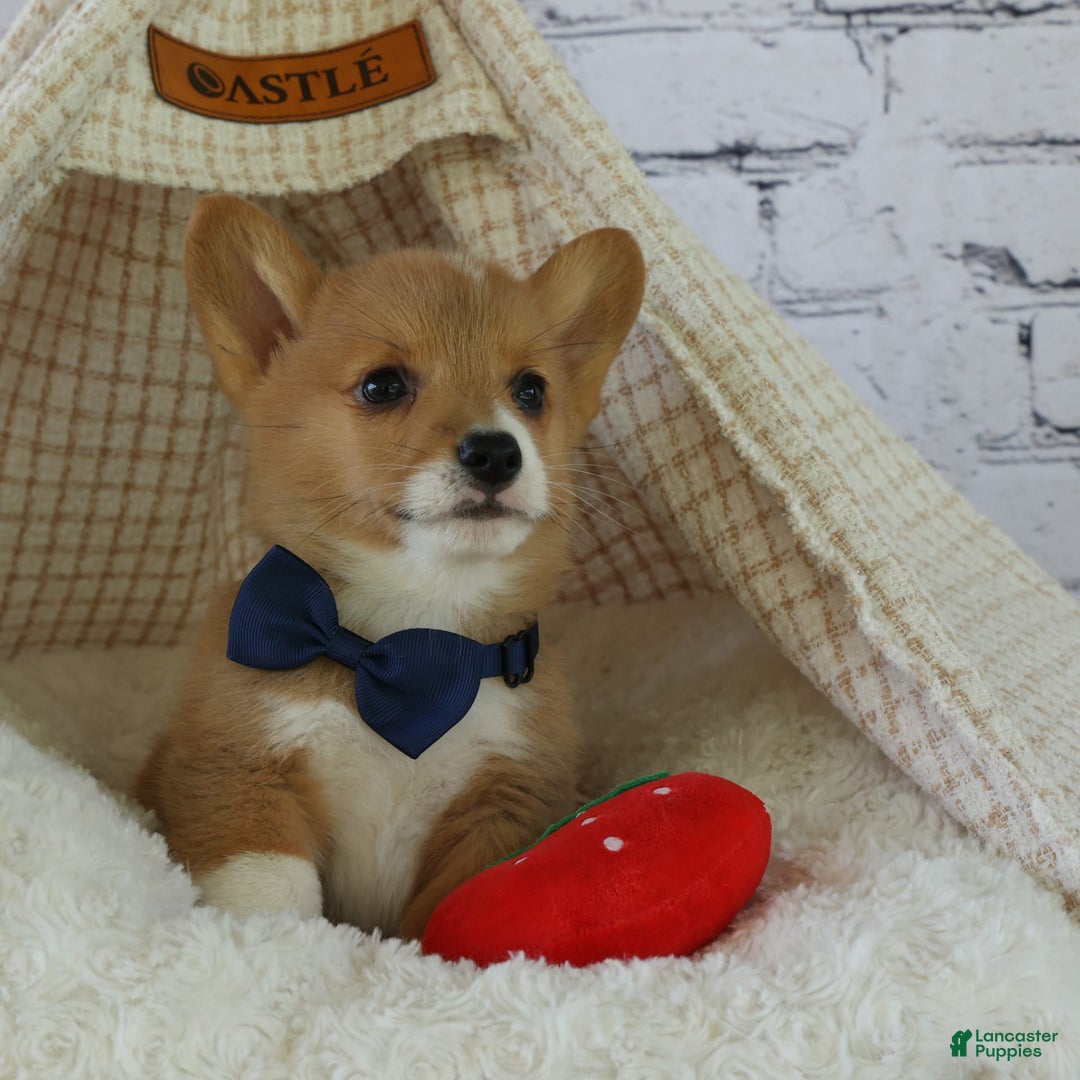 Welsh Corgi Pembroke dogs for sale: Gilbert - Image 14