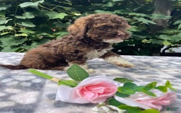 Toy Poodle dogs for sale: Gigi - Image 4