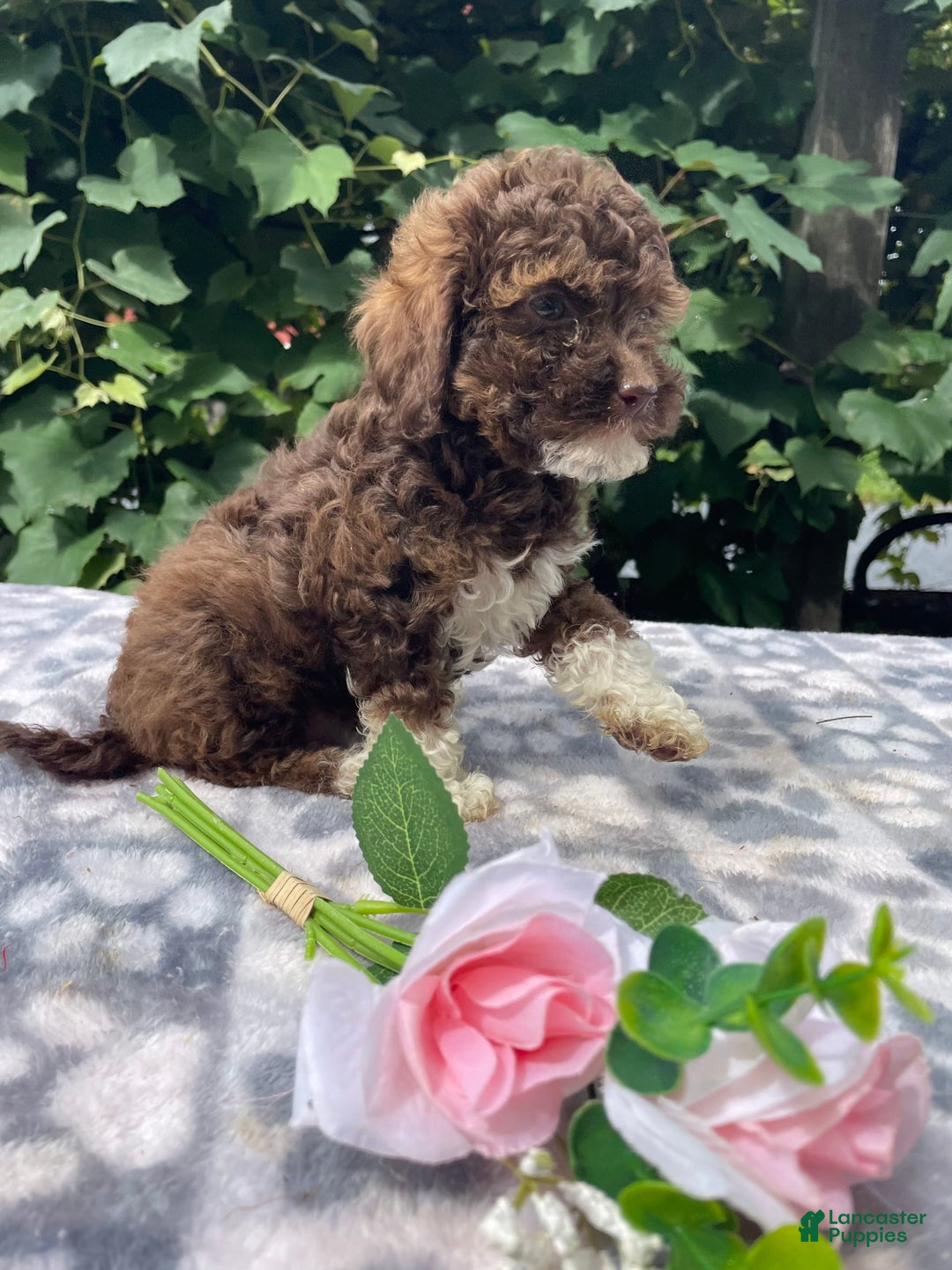 Toy Poodle dogs for sale: Gigi - Image 4