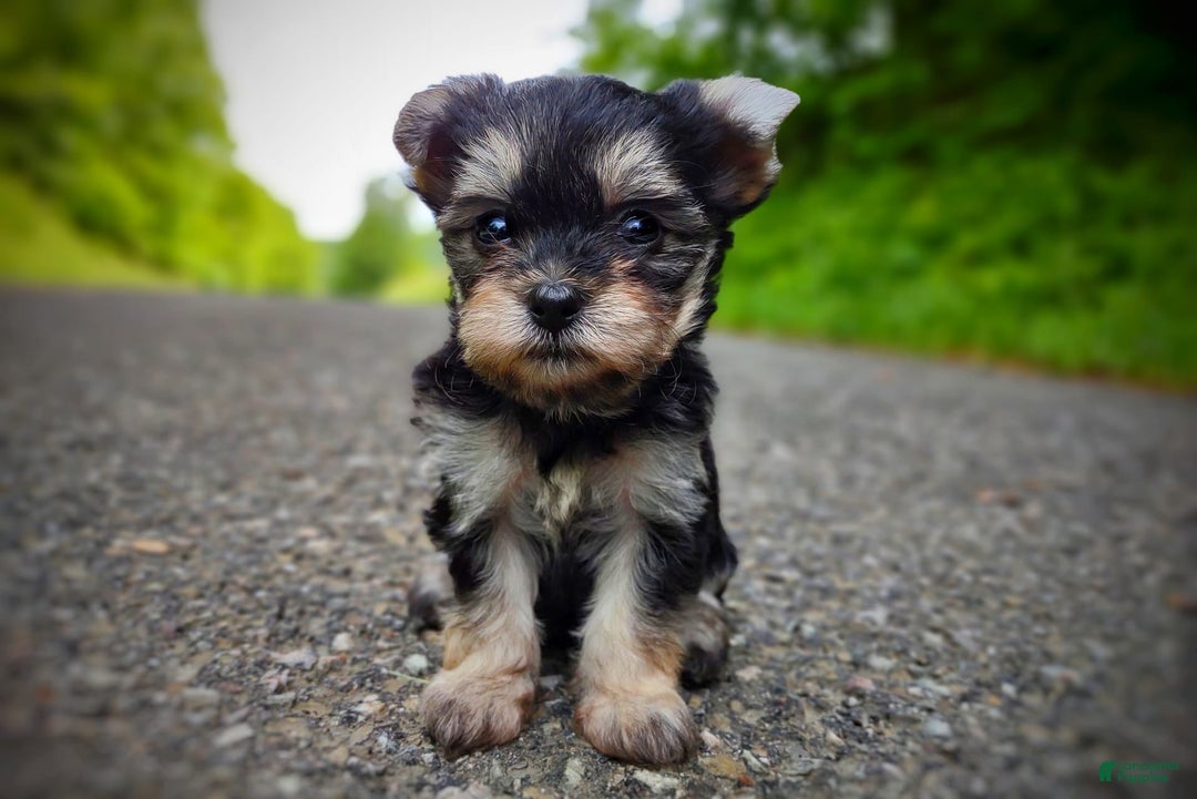 Morkie dogs for sale: Cream Point Ladybug - Image 4