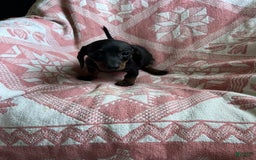 Dachshund dogs for sale: Sarah - Image 8