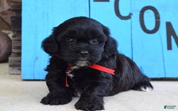 Shihpoo dogs for sale: Sammy - Image 7