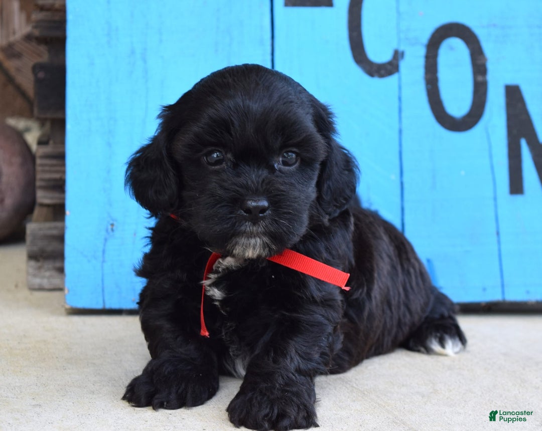 Shihpoo dogs for sale: Sammy - Image 7