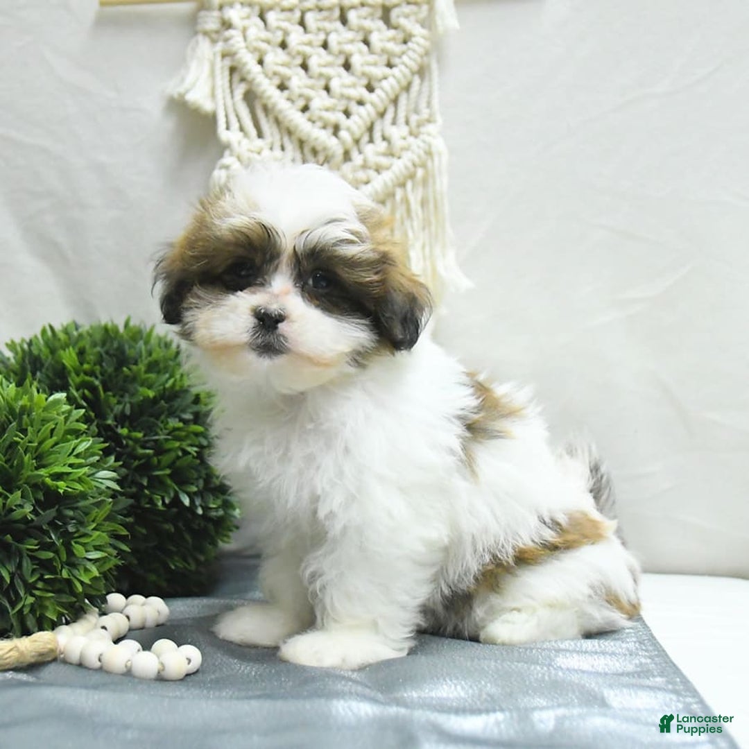 Shihpoo dogs for sale: Moose - Image 13