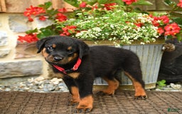 Rottweiler dogs for sale: Rottweiler 8 puppies - Image 18