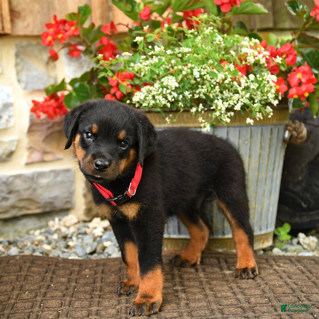 Rottweiler dogs for sale: Rottweiler 8 puppies - Image 18