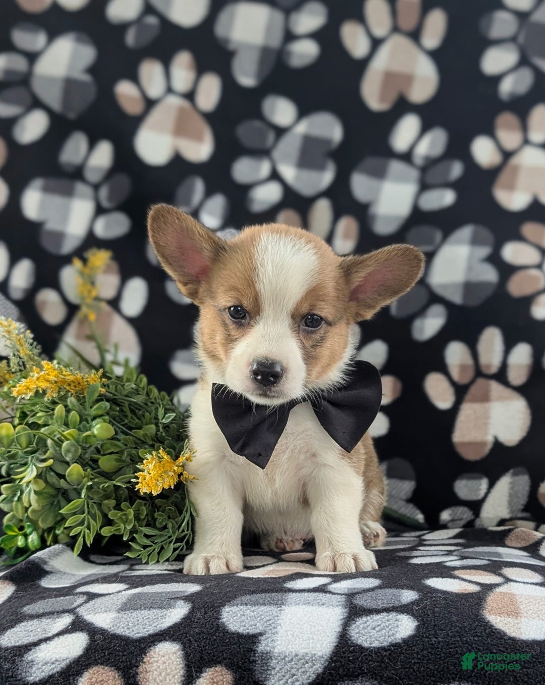 Welsh Corgi Pembroke dogs for sale: Kemper - Image 5