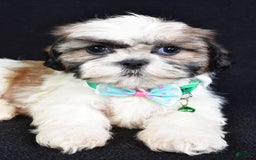 Shih Tzu dogs for sale: Theadore - Image 5