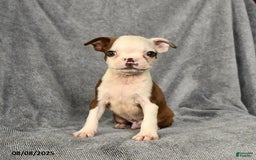 Boston Terrier dogs for sale: Lucky - Image 5